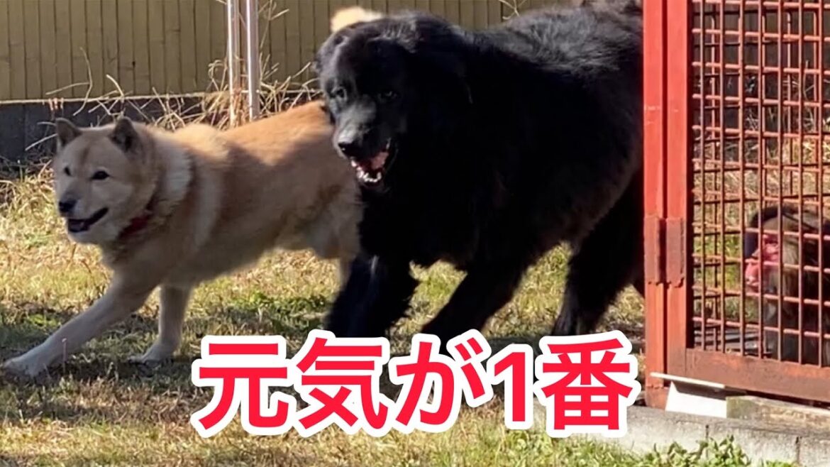 久しぶり元気？🐕 アイヌ犬 と超大型犬 ニューファンドランド ボス君 グレートデーン クィーンちゃん 北海道犬 庭ドッグラン 動物好き 犬好き 猫好き 漫才