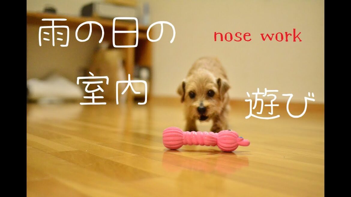 【ノーフォークテリア】ノーズワーク♪