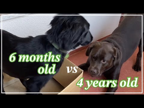 盲導犬【ラブラドールレトリバー】子犬(6カ月)を預かってお世話したら盲導犬(4歳)の反応がヤバ過ぎたWWW笑#盲導犬 #全盲 #視覚障害者  #海外在住  #ドイツ在住 盲導犬【ラブラドールレトリバー】子犬(6カ月)を預かってお世話したら盲導犬(4歳)の反応がヤバ過ぎたWWW笑#盲導犬 #全盲 #視覚障害者  #海外在住  #ドイツ在住