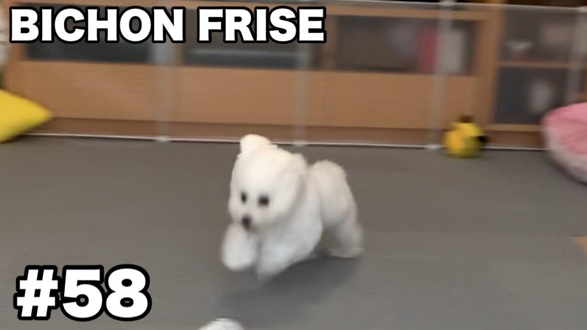 【Bichon Frise】華麗なビションブリッツ / ビションフリーゼ #58