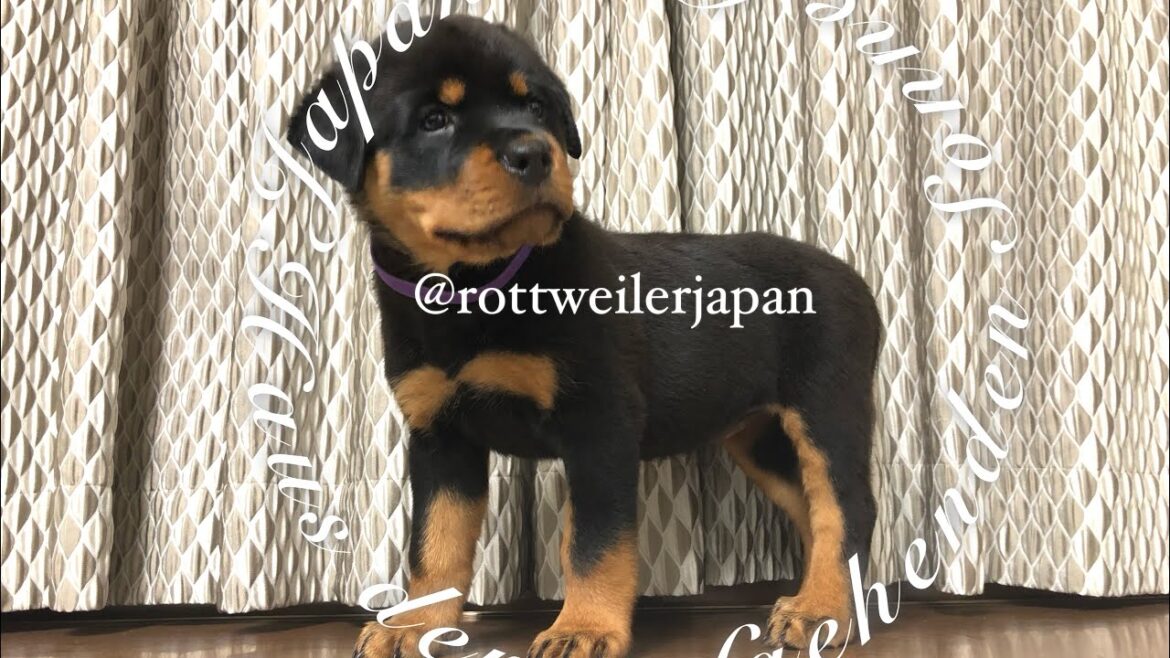 ロットワイラーの子犬 Rottweiler Puppies In Japan