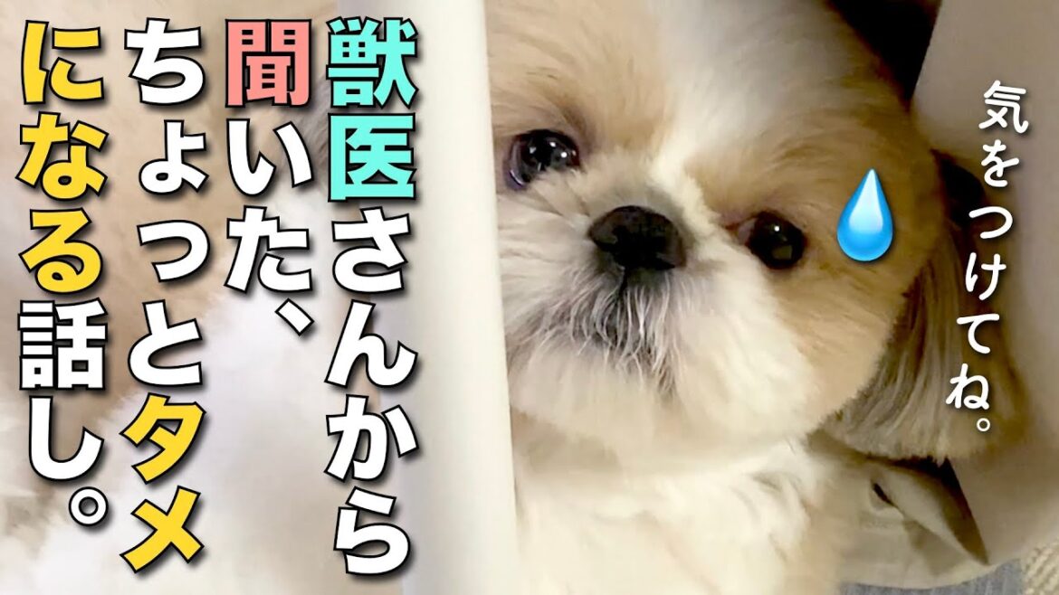 【シーズー】獣医さんに聞いたちょっとタメになる話し。【175】
