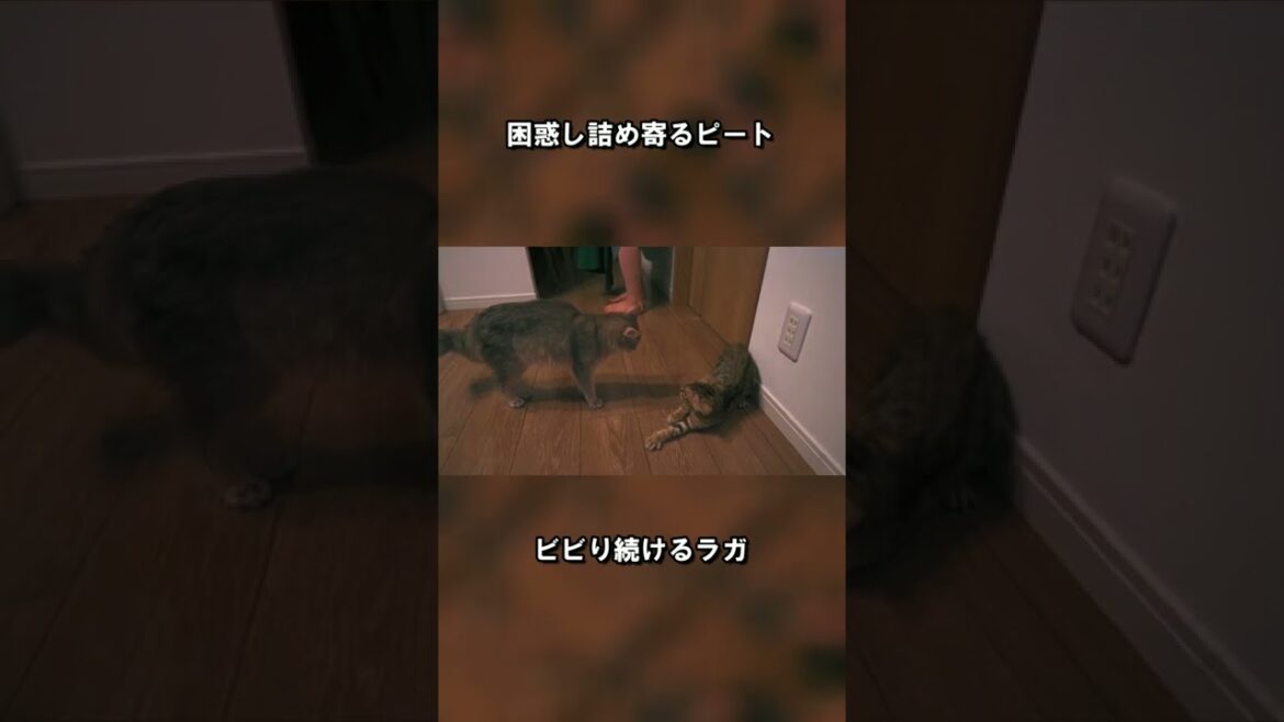 突然ビビり散らすベンガル子猫ラガとそれに詰め寄るソマリ子猫ピートを眺める動画#子猫 #shorts #猫のいる暮らし　#cat　#ソマリ#ベンガル#イカ耳＃