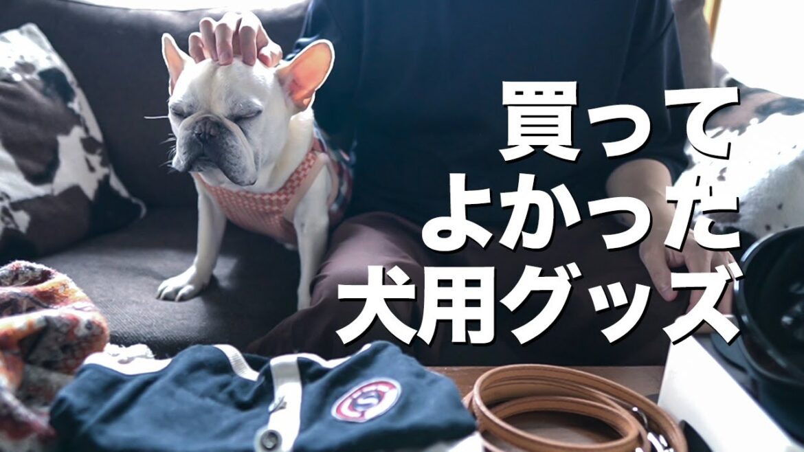 【犬用グッズ】フレンチブルドッグこたつの服や首輪 便利アイテムやケア用品など紹介します