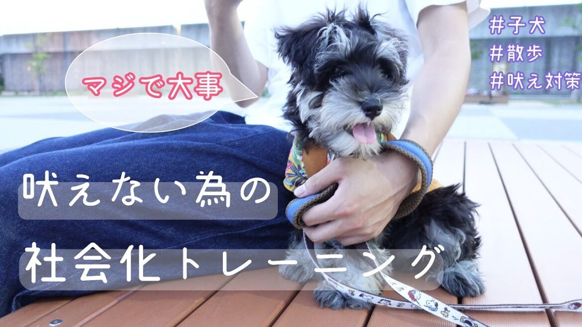 吠えない散歩をするた為に   【ミニチュアシュナウザー子犬まろ】 吠えない散歩をするた為に   【ミニチュアシュナウザー子犬まろ】