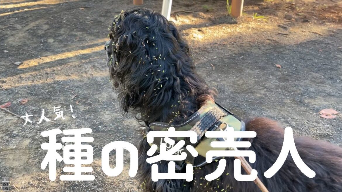 身をもって秋を感じたイングリッシュコッカー