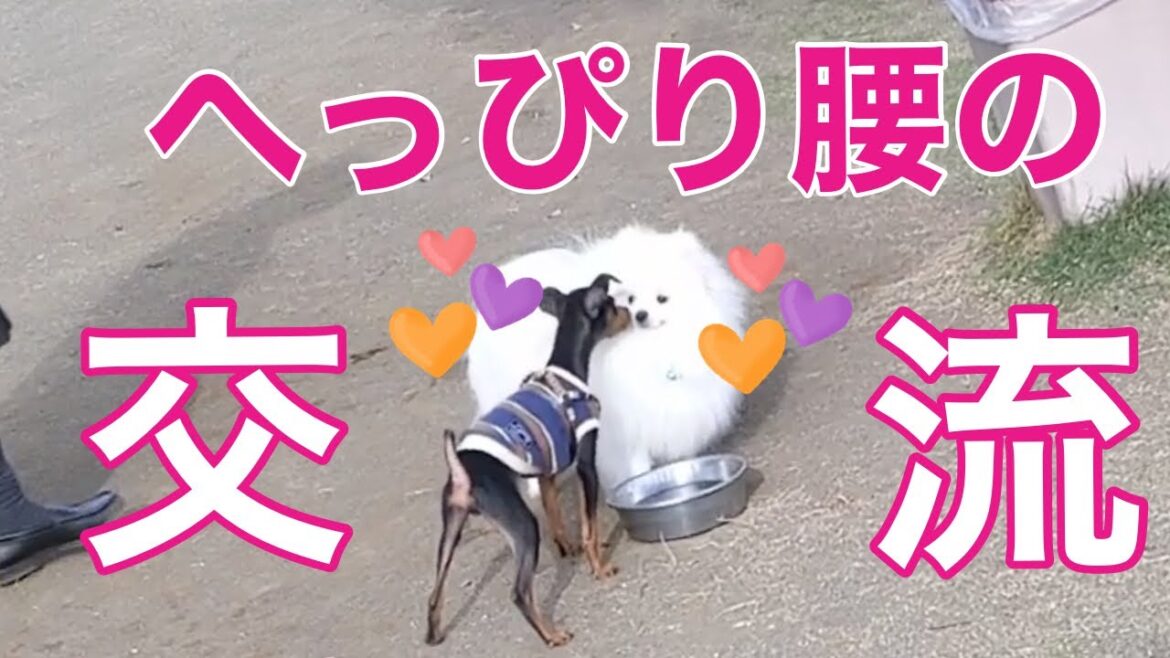 自己分析をしてドッグランにリベンジしてきた【ミニチュアピンシャー】