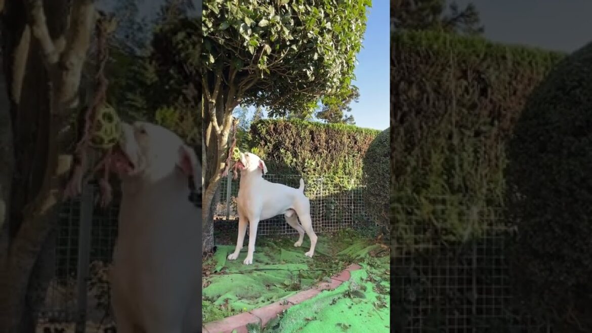 木ごと折れそう😂ボクサー犬
