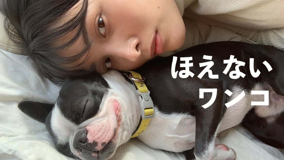 犬を吠えさせないしつけ方【ボストンテリアの可愛い映像付】