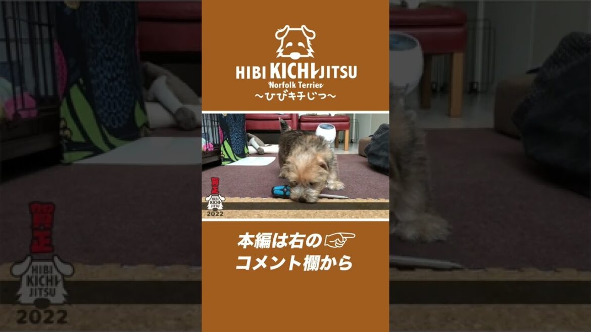 【工具をおもちゃと勘違いしてる子犬】#shorts #子犬 #ノーフォークテリア #norfolkterrier
