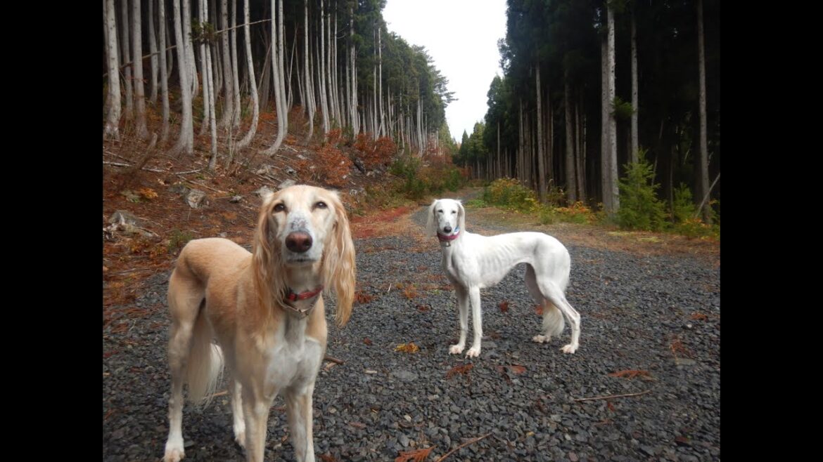 サルーキと森さんぽ！我が道ぽぽ・喜八君♪（Saluki)