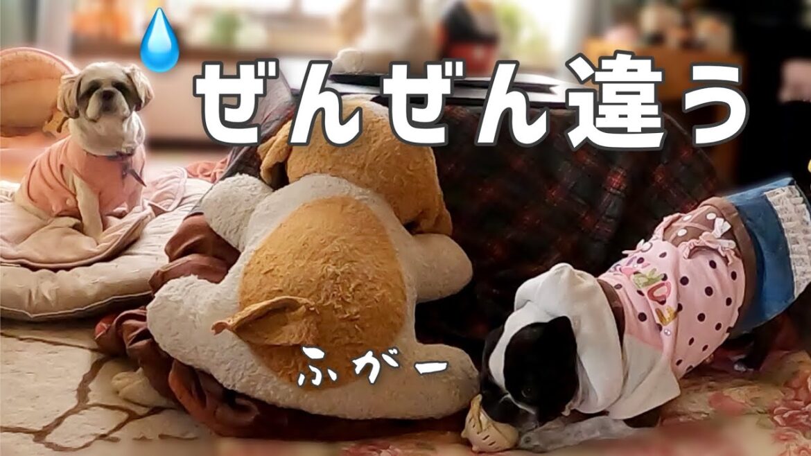 シーズー&ボステリ！性格の違いが浮き彫りに…ボストンテリアきいろ