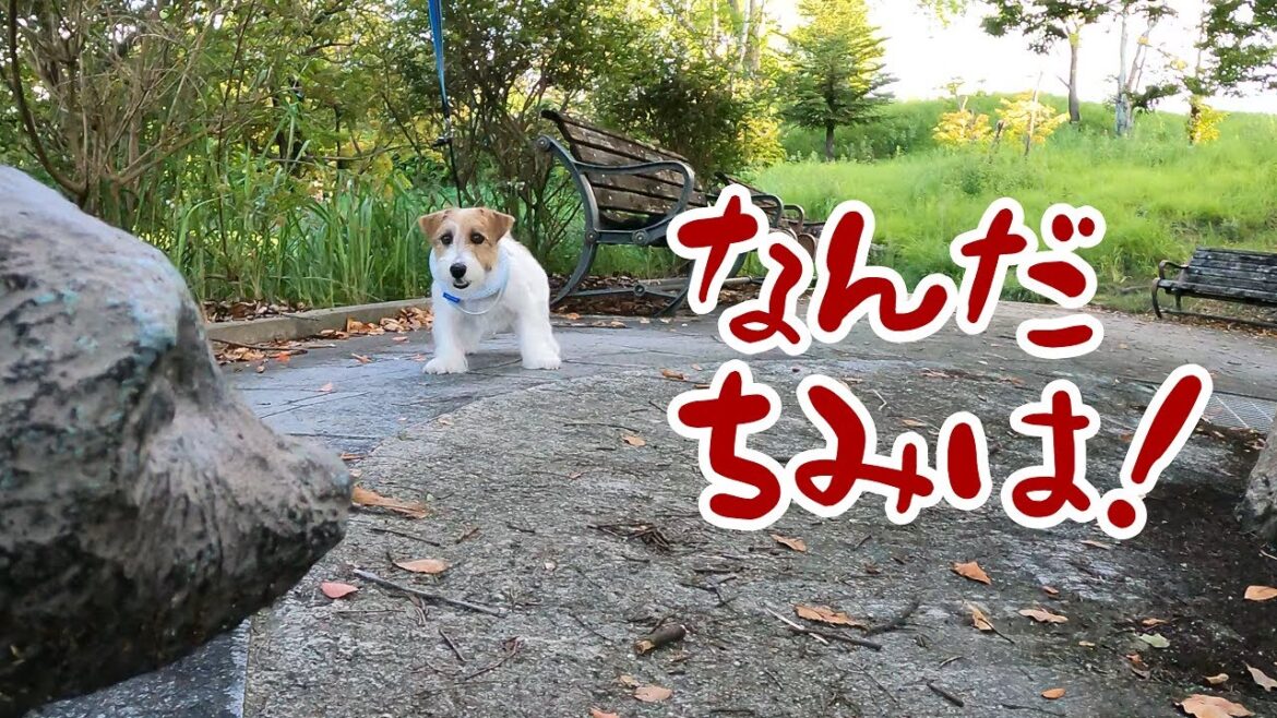 【ジャックラッセルテリア】隠れ公園を散歩したら新たなる敵に遭遇した