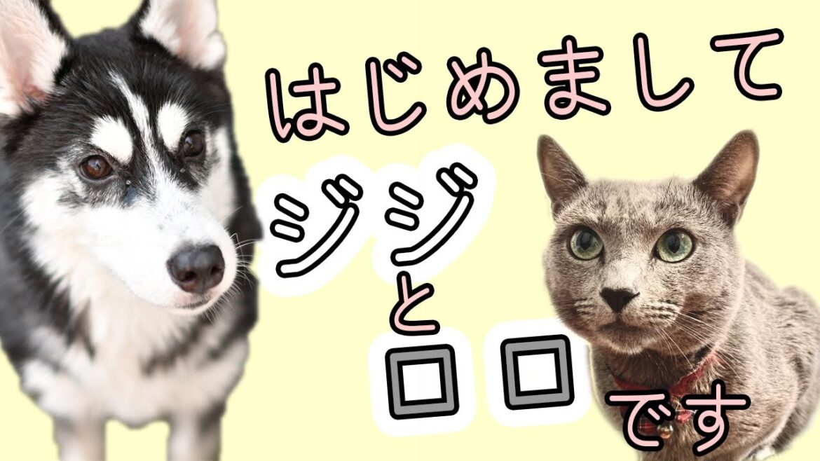 【はじめまして】仔犬シベリアンハスキーのジジとロシアンブルーのロロです【初投稿】