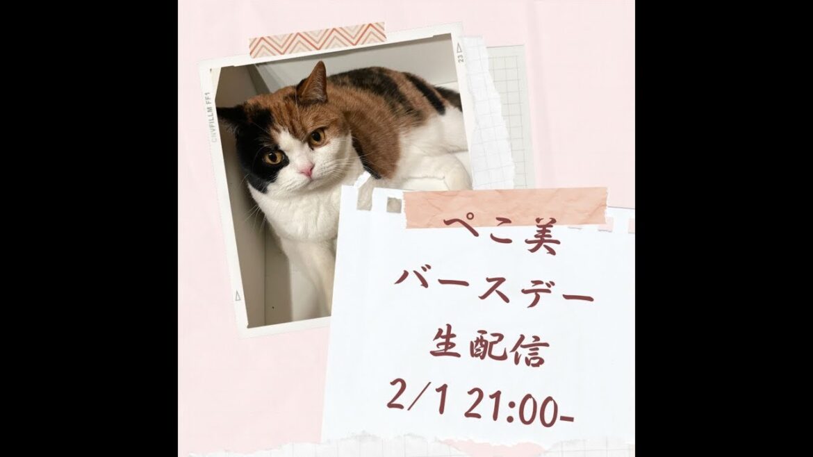 【親子猫】【スコティッシュフォールド】 【親子猫】【スコティッシュフォールド】