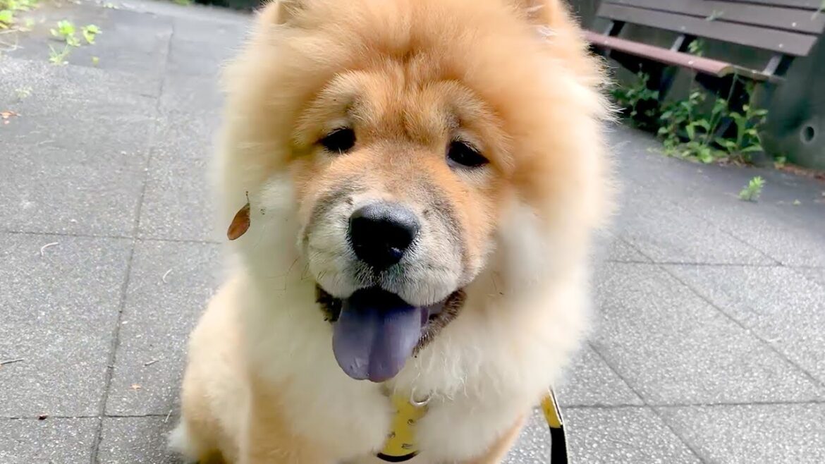 どうしても茂みが気になって仕方がないチャウチャウ犬