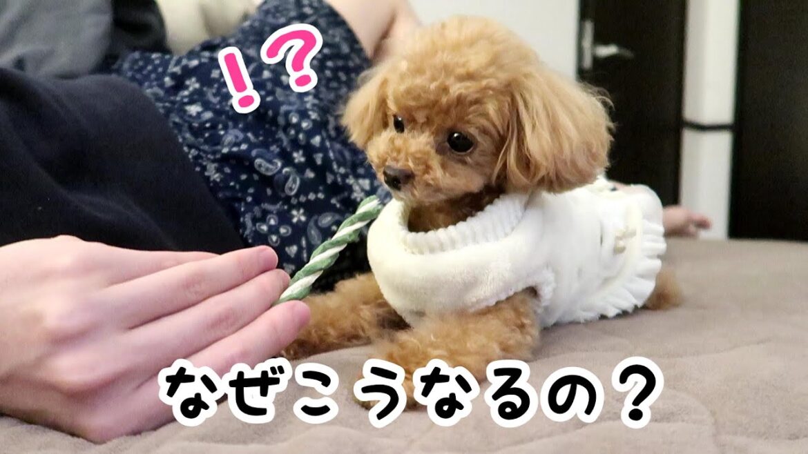 この動きは何？理解できない愛犬の行動で遊んでみた【トイプードルのコロン】