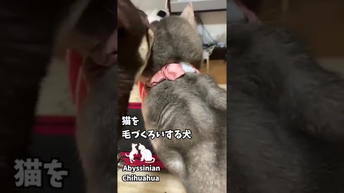 (チワワ&アビシニアン)猫を毛づくろいする犬 #shorts