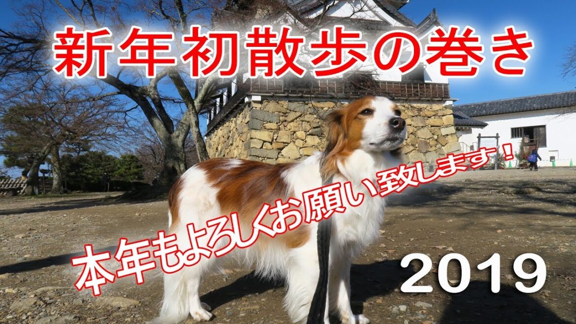 【新年初散歩】コーイケルホンディエ テラちん彦根城を散歩して来ました2019