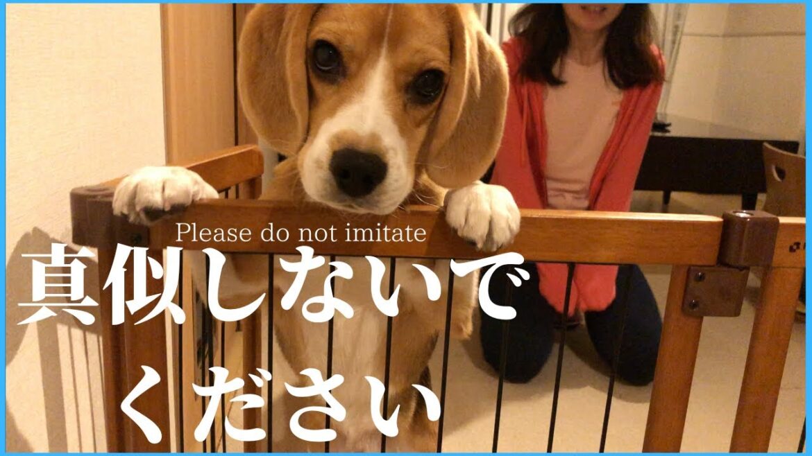 僕の飼い主が変なんです🐶【ビーグル🐶セブ】do not imitate