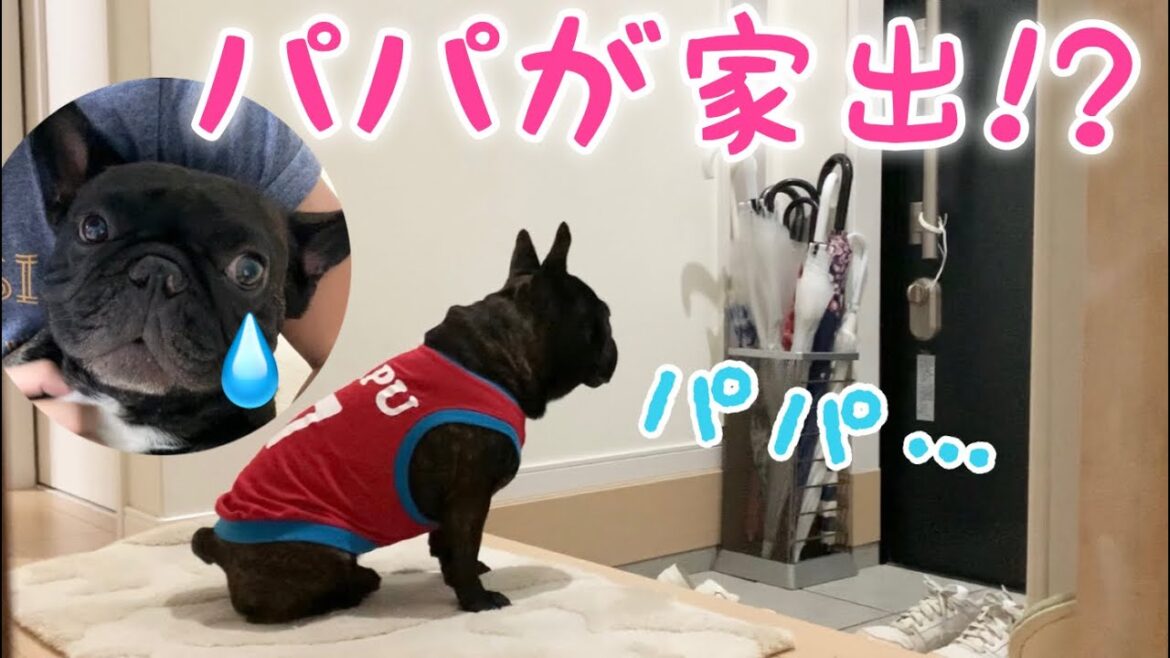 【悲報】パパ家出!?これを見ればフレンチブルドッグが欲しくな～るwww