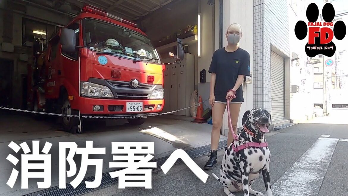 ダルメシアンと消防の関係！歴史に触れてきた！※最後にお知らせあります