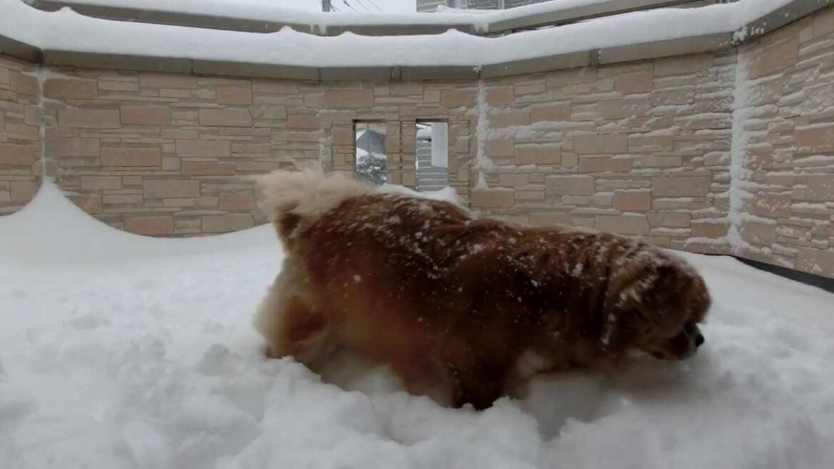 チベタンスパニエルはな「雪だー♪」