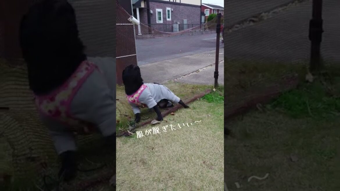 どうしても服が脱ぎたいうちの黒パグ海苔ちゃん＃Shorts