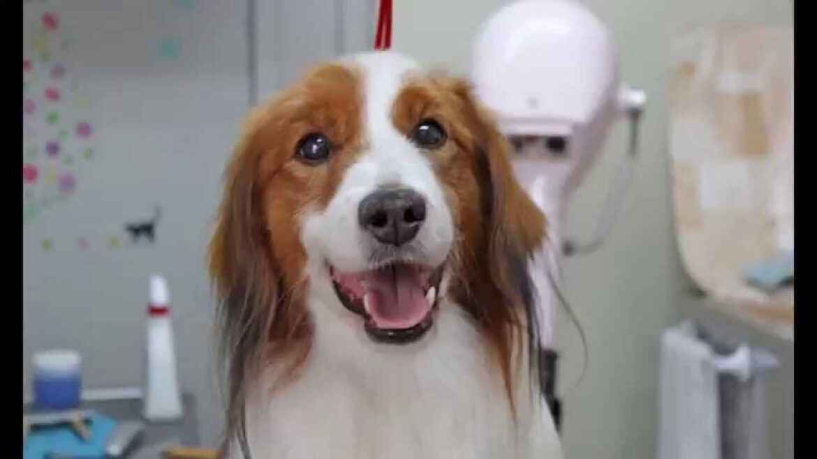 コイケルホンディエのカイ君　焼津のペットショップアニマルランドリオの看板犬です。