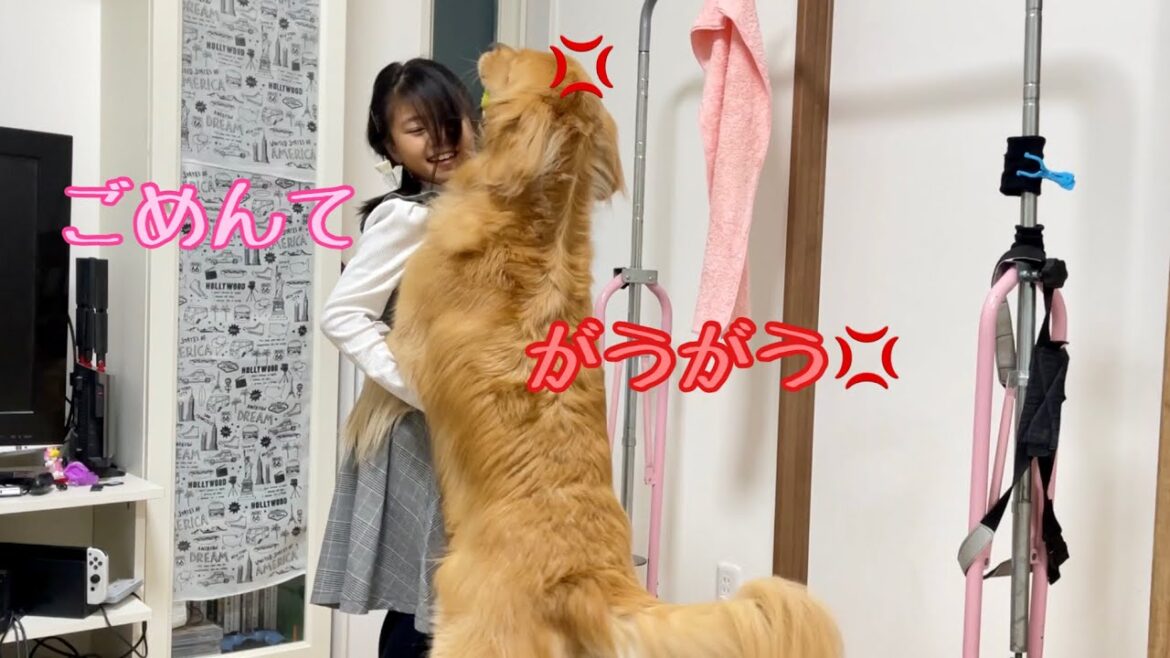 娘に騙され続けた結果、立って怒り出した大型犬クッキー【ゴールデンレトリバーとミニチュアダックスフンド】