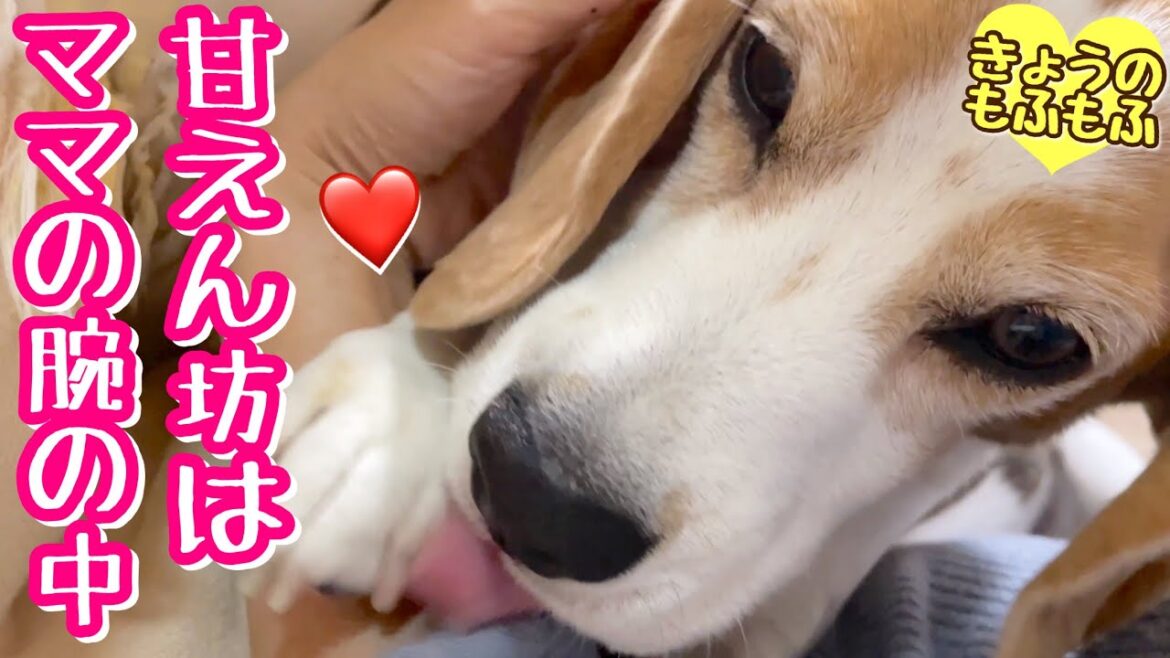 ママに甘えるので本日お兄ちゃんは休業します♪【ビーグルさつきとポメ梵天】