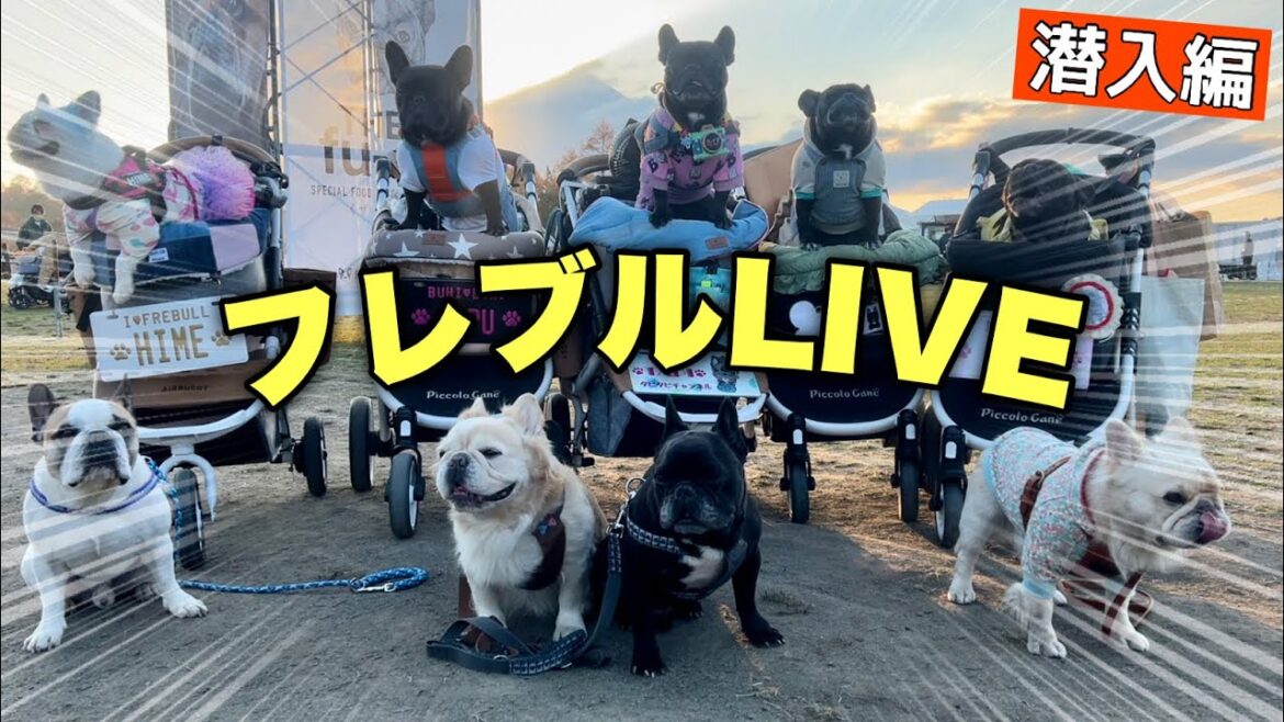 【フレブルLIVE潜入編】日本一の富士山の地に勇者タプが姫を助けるため立ち上がる！前半はぼぼ睡眠ｗ【フレンチブルドッグ】