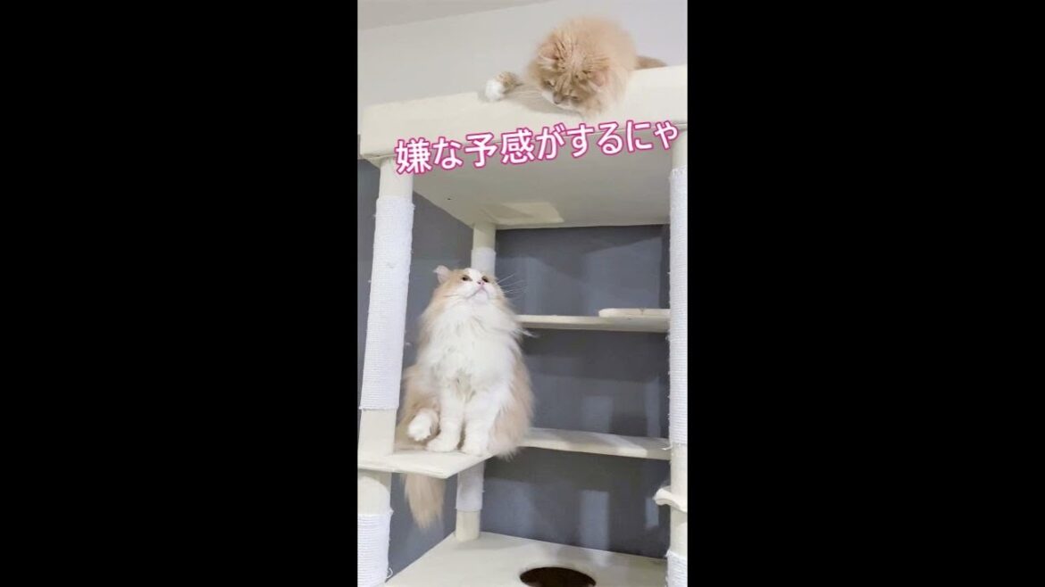 #Shorts【サイベリアン猫親子】パパが来るとすぐ逃げる娘【るいくんとりり】