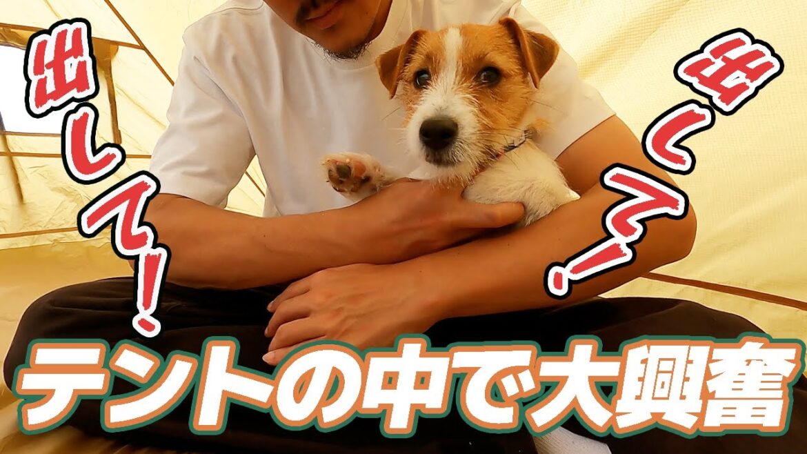 【大興奮】初めてテントに閉じ込められたジャックラッセルテリア！デイキャン後編です