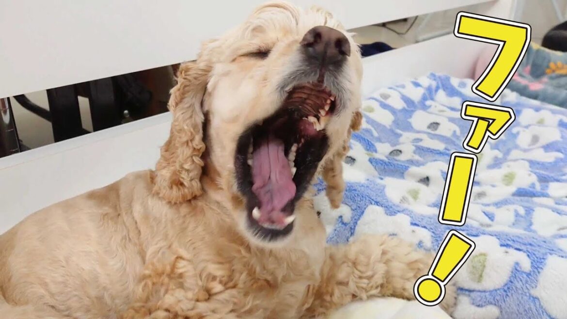 睡眠の秋アメコー　🐶ひみつきちなう！①🐶 アメリカンコッカースパニエル 2022年10月4日