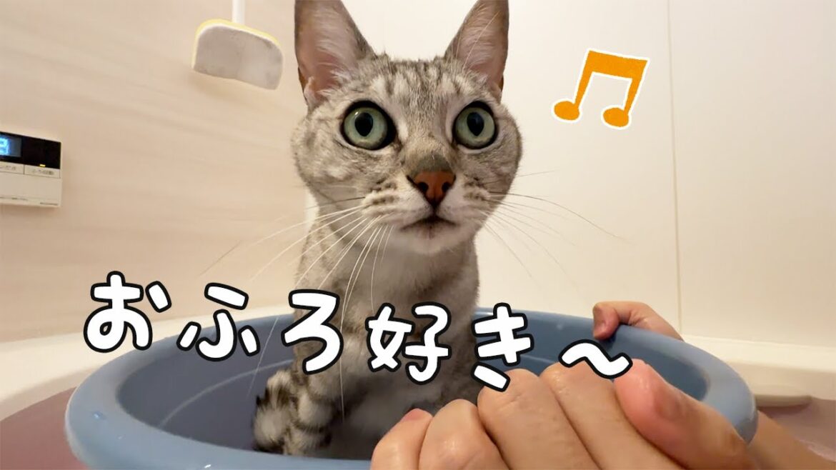 桶猫するよ！と言ったら喜びまくる猫が可愛すぎる…！