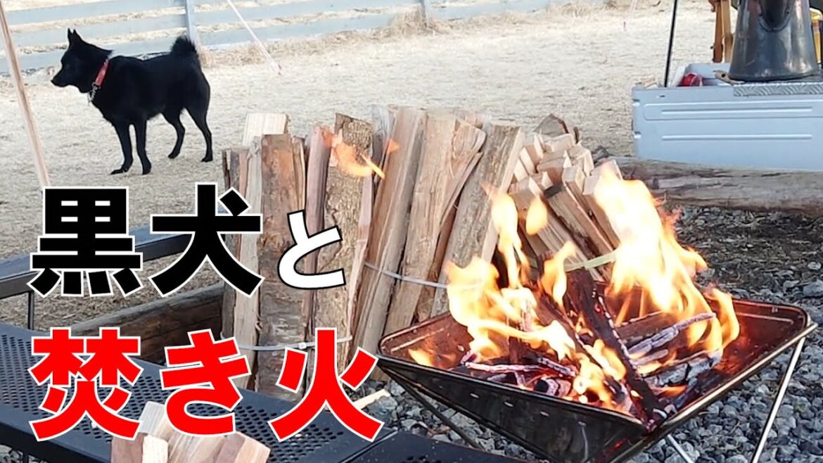 【スキッパーキ クー】焚き火を囲う黒犬さん
