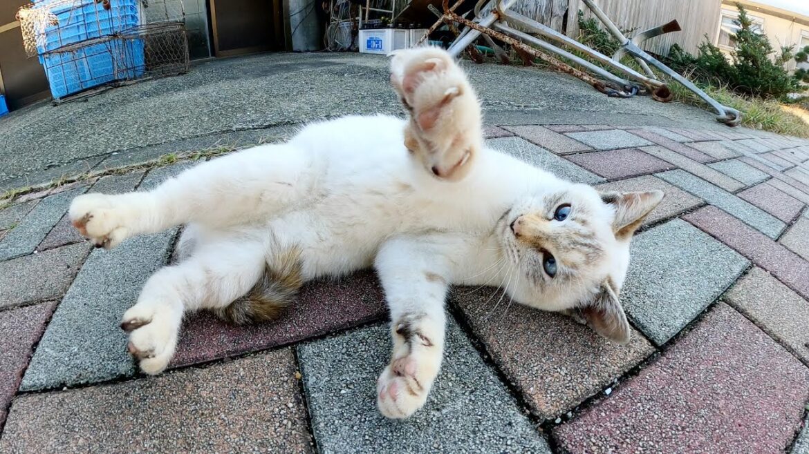 可愛らしいシャム猫が鋭い爪と牙で容赦なく攻撃してきた
