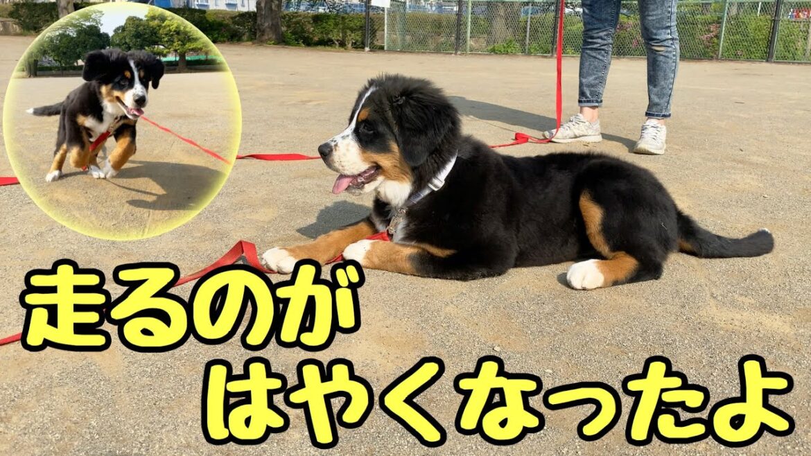 朝の公園ロングリードでかけっこ！バーニーズマウンテンドッグ【子犬】4ヶ月