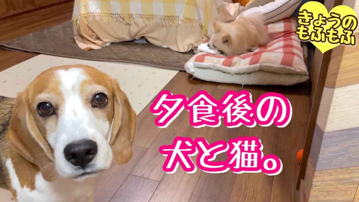 【犬と猫】夕食後はにぎやかになるもふず家w【ビーグルさつきとポメと猫】 【犬と猫】夕食後はにぎやかになるもふず家w【ビーグルさつきとポメと猫】