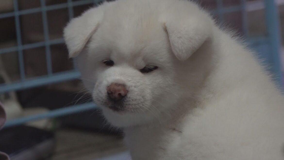 食後のお散歩　やっぱりママが好きな秋田犬の巻