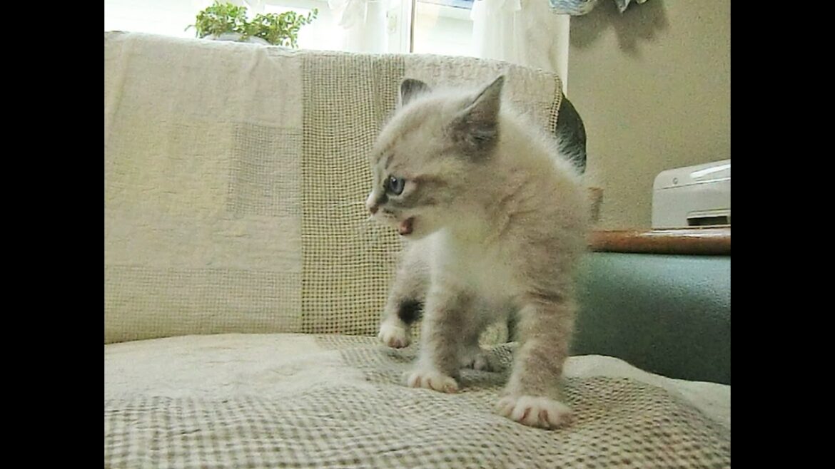 子猫のテンちゃんとフラットコーテッドレトリーバーのココちゃんバトル１