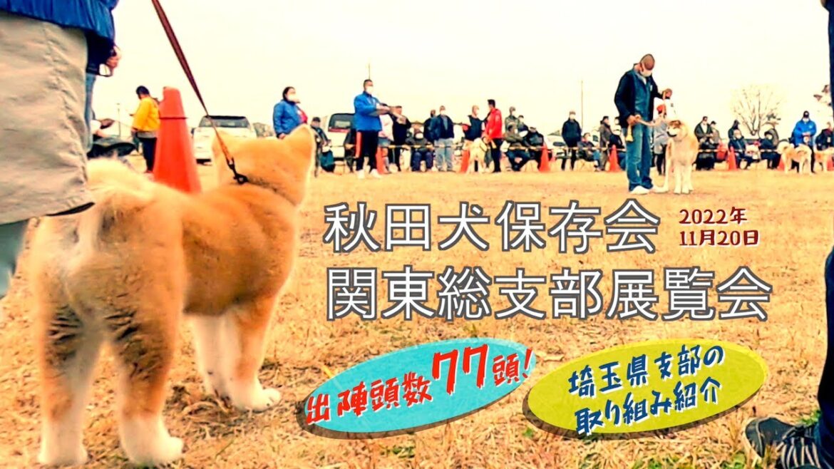 埼玉県で開催された秋田犬保存会による展覧会❗️【関東総支部展】その様子を紹介します❗️🐕【2022年11月20日 開催】