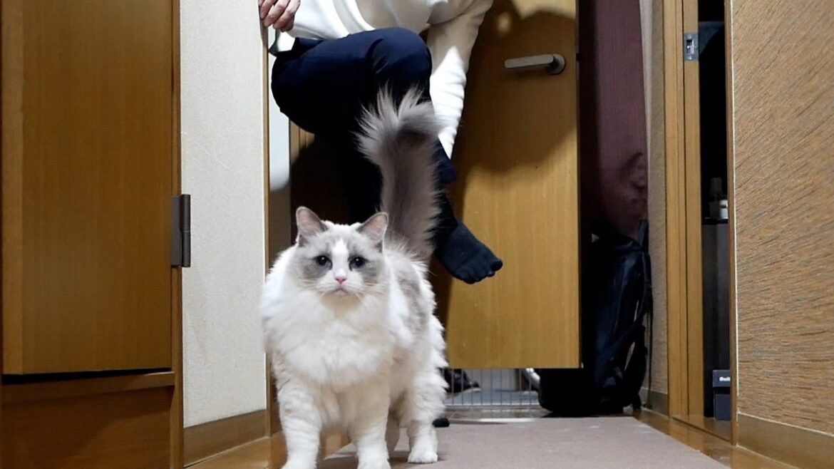 ラグドールと暮らしている独身男性、飼い猫を蹴りそうになってしまう… ラグドールと暮らしている独身男性、飼い猫を蹴りそうになってしまう…
