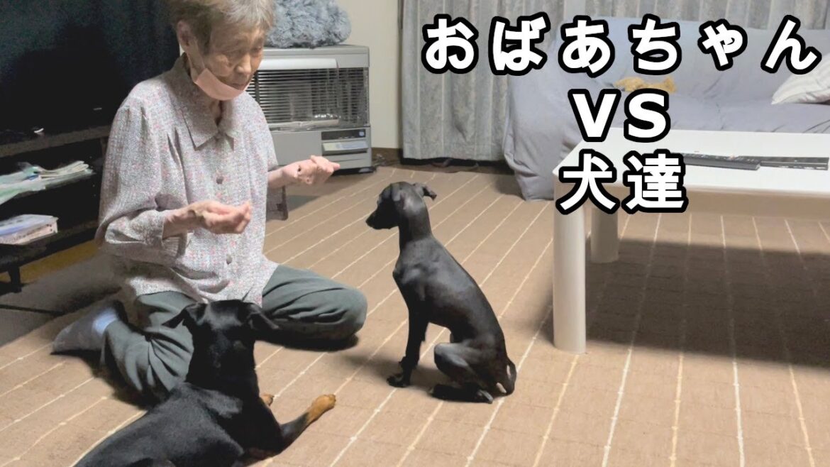 おばあちゃんにも容赦しないさくら【イタグレ】【ミニピン】