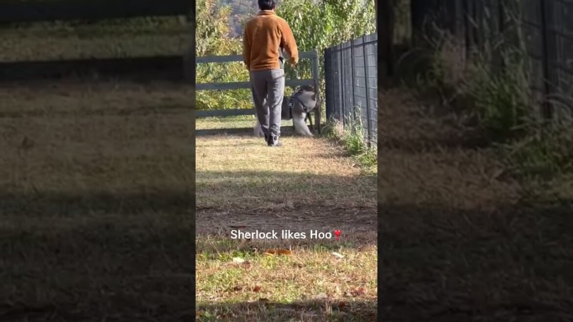 Alaskan Malamute Sherlock Vol.2 アラスカンマラミュートのシャーロックちゃん💕『332』Plotthound Moo, Qoo & Hoo @Plott Life