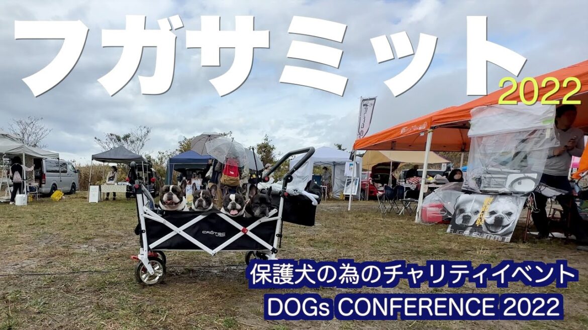 フガサミット2022 湘南国際村めぐりの森 【 french_bulldog フレンチブルドッグ 】 保護犬チャリティーイベント