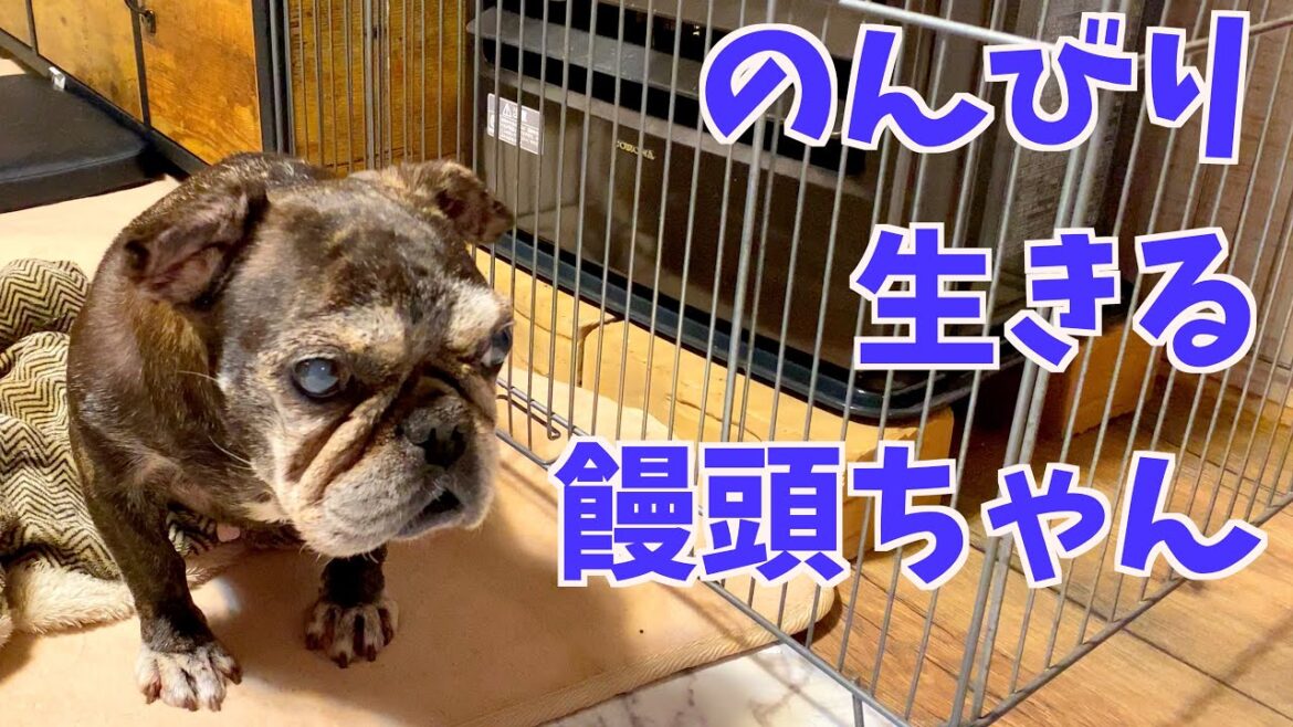 健康長寿を目指す饅頭ちゃん達 〜French bulldog〜フレンチブルドッグ  vlog @528