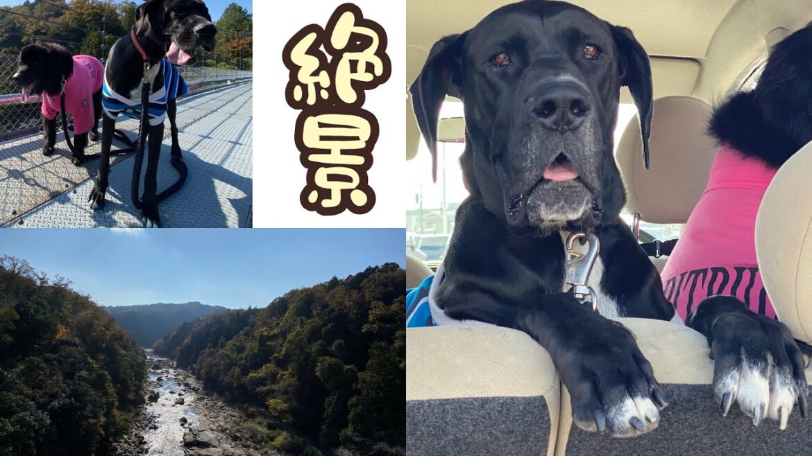 超大型犬『紅葉』吊り橋 ニューファンドランド vsグレートデーン お出かけ 大型犬 犬好き 田舎暮らし 猫好き 猫との暮らし 犬との暮らし