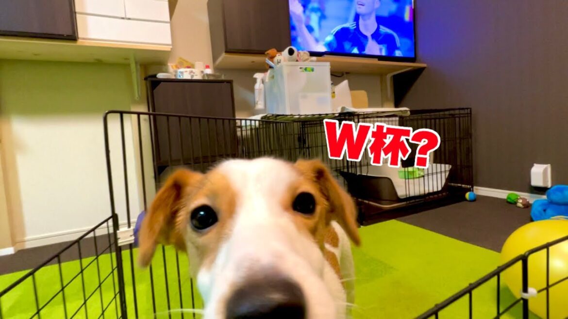 【歓喜】初めてワールドカップを見た犬の反応がこちら［しゃべる犬 ジャックラッセルテリア］